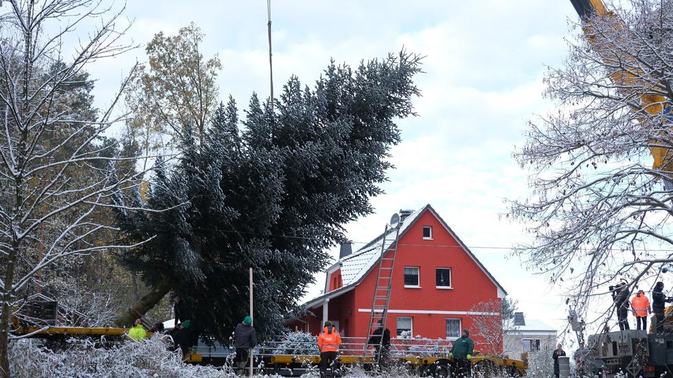 Brauchtum Weihnachtsbaum am Brandenburger Tor aus Thüringen ZEIT ONLINE