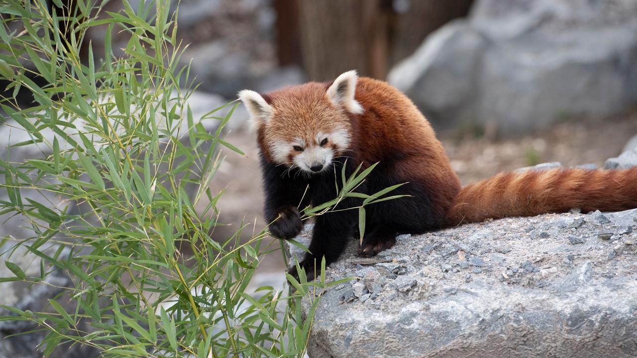 Tiere: Rote Pandas sollen 2023 in den Zoo Rostock kommen | ZEIT ONLINE