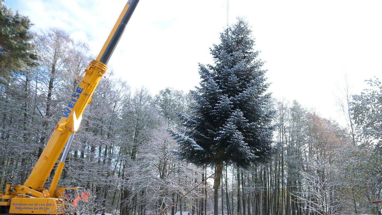 Brauchtum Weihnachtsbaum am Brandenburger Tor kommt aus Thüringen ZEIT ONLINE