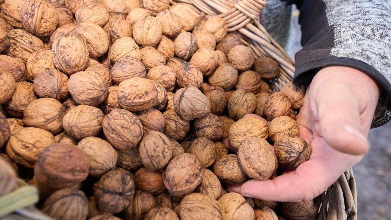 Obstanbau: Walnuss-Plantagen im Kommen | ZEIT ONLINE