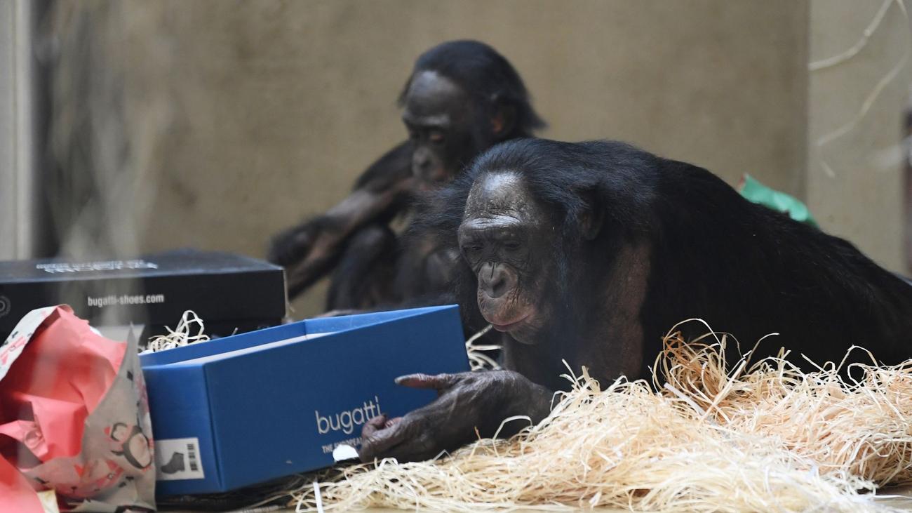 Tiere: Bescherung bei den Affen in der Wilhelma | ZEIT ONLINE