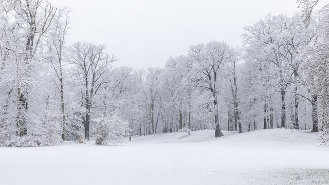 Cottbus: Äste brechen unter Schneelast ab - Vorsicht im Park Branitz