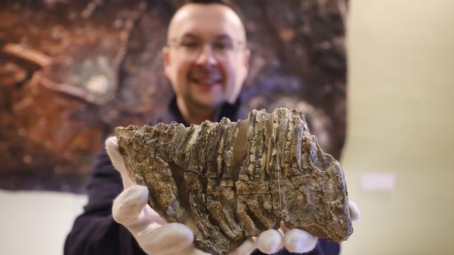 Gera: Mammut-Zähne locken Besucher ins Museum