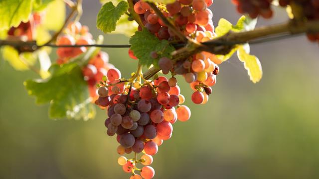 Agrar: Weinbauverband Saale-Unstrut sieht Pestizid-Pläne kritisch