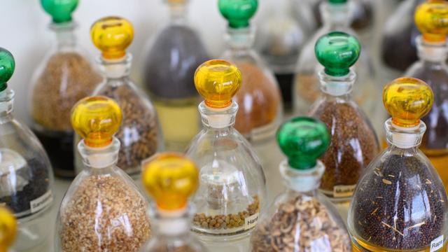 Wissenschaft: Forscher wollen Bio-Insektizid aus Hülsenfrüchten herstellen