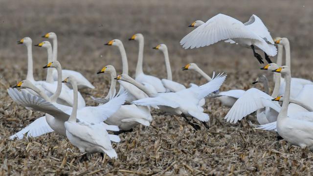Tiere: Singschwäne: Zugvögel rasten im Unteren Odertal