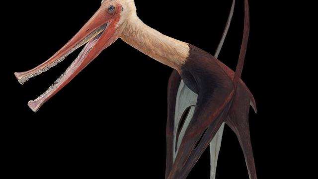 Wissenschaft: Flugsaurier mit Hunderten Zähnen entdeckt
