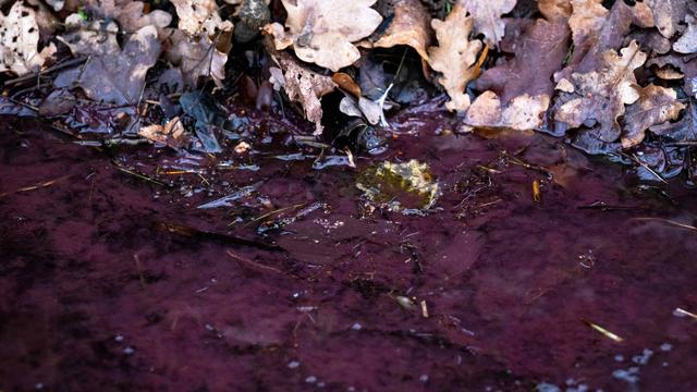 Umwelt: Gefährliche Burgunderblutalgen im Unisee 
