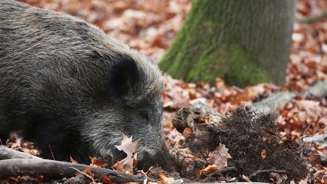 Tiere: Land NRW erlaubt weiter ganzjährige Jagd auf Wildschweine 