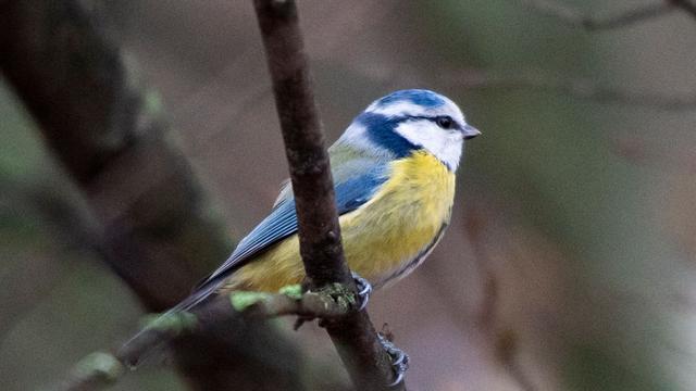Naturschutzbund: Bergfink und Co.: Weniger Vögel in Sachsens Gärten gesichtet