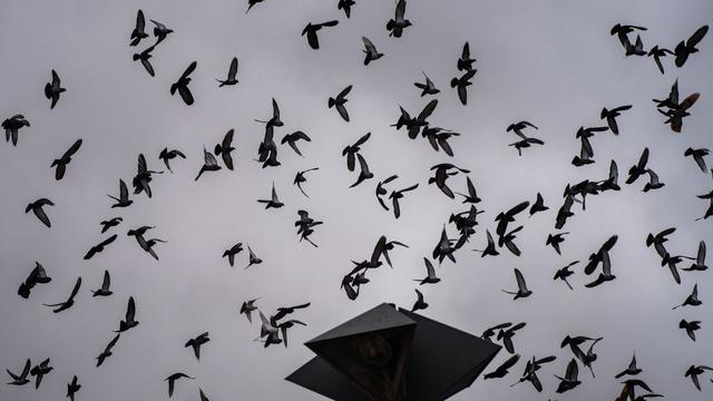Tiere: Mehr Tauben, weniger Bergfinken in Rheinland-Pfalz gesehen