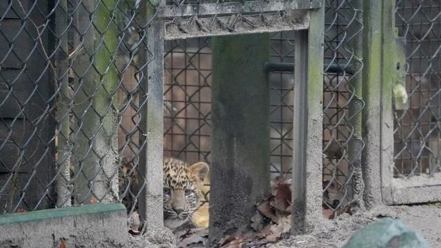Tierpark Hagenbeck : Leopardenbabys wollen mit Ausflug ins Freie noch warten