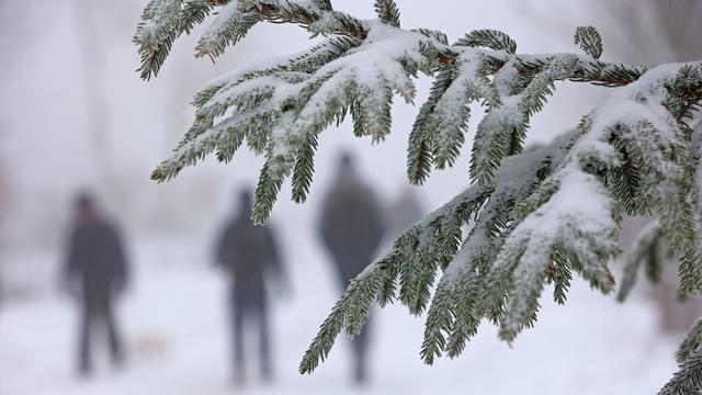 Wetter: Sachsenforst warnt vor Schneemassen in sächsischen Wäldern