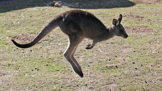 Kurioses: Känguru in der Region Hannover ausgebüxt und auf der Flucht