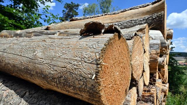Klimakrise: Waldschäden durch Borkenkäfer in Thüringen auf Rekordniveau 