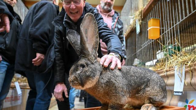 Freizeit: Nutztiere mit Kuschelfaktor - Kaninchen-Schau in Kassel