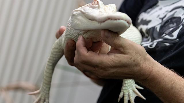Tiere: In Koffer entdeckt: Weißer Alligator lebt jetzt in NRW-Zoo