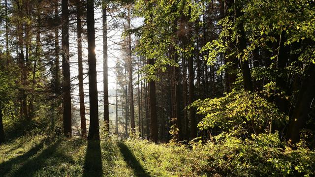 Forstwirtschaft: Landesforstanstalt warnt Waldbesucher vor stürzenden Ästen