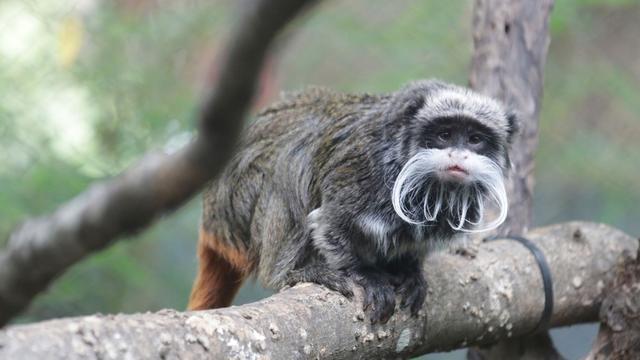 Tiere: Rätselhafte Vorfälle in US-Zoo: Zwei Affen verschwunden