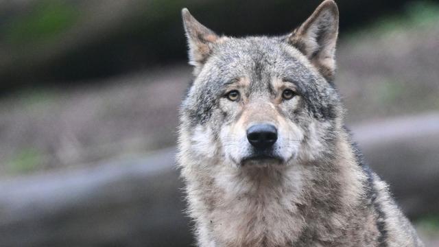Tiere: Spuren eines weiblichen Wolfes: Rudelbildung möglich