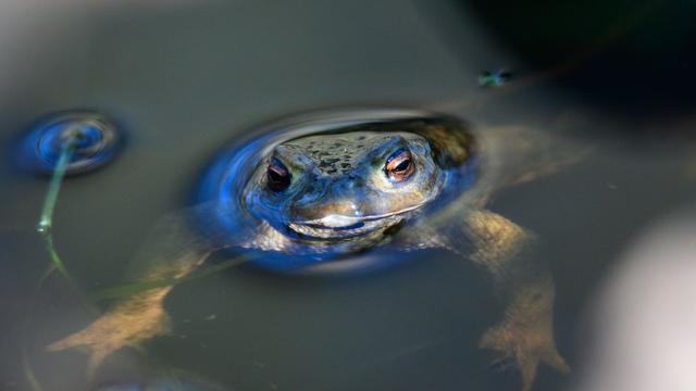 Tiere: Mehr als Hälfte der Amphibien- und Reptilienarten gefährdet
