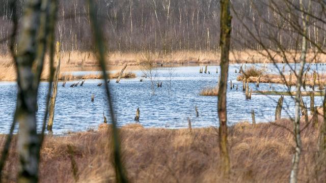 Naturschutz: Nabu fordert mehr Feuchtgebiete in Thüringen