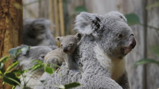 Tiere: Kleiner Koala im Duisburger Zoo wagt sich aus dem Beutel 