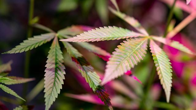 Durchsuchung: Polizei entdeckt zwei größere Cannabis-Plantagen