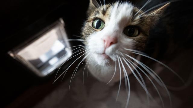 Walldorf: Expertise: Datenerhebung bei Katzen-Lockdown war illegal
