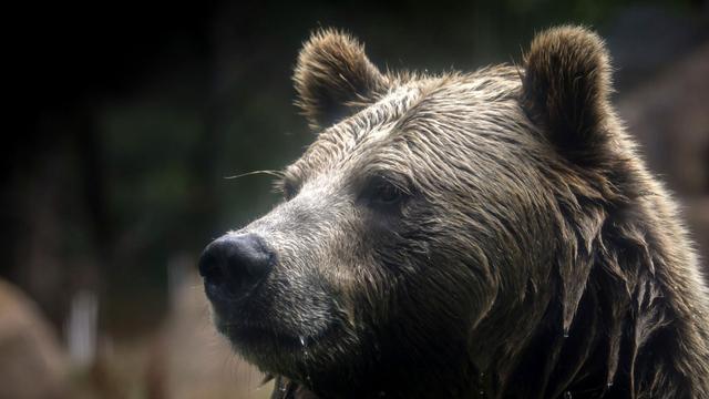 Naturschutz: Grizzlybär-Bestände in den Rocky Mountains erholen sich