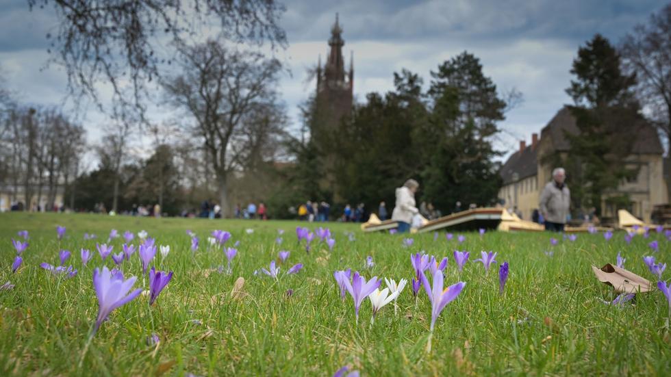 Tourismussaison: "Frühlingserwachen" in Gartenreich Dessau-Wörlitz 