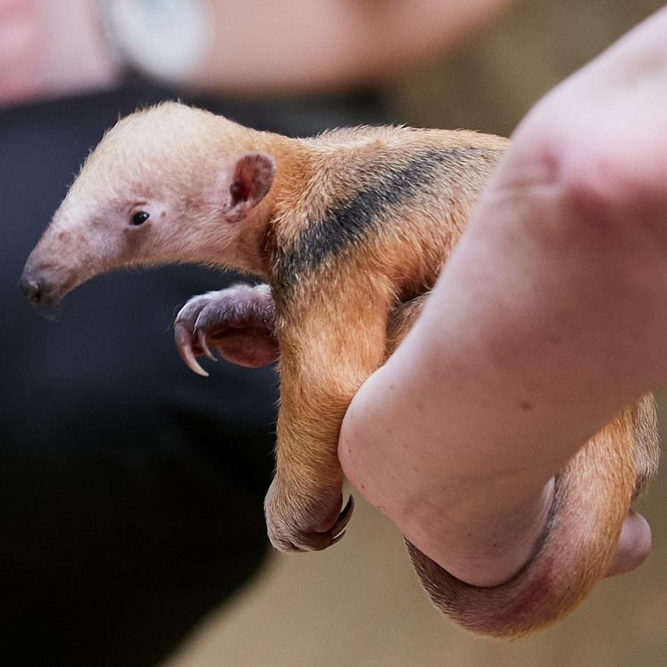 Tiere: Ameisenbär-Baby stirbt im Krefelder Zoo | ZEIT ONLINE