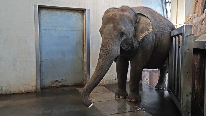 Tiere: Berliner Elefantenkuh kann Banane mit dem Rssel schlen | DIE ZEIT
