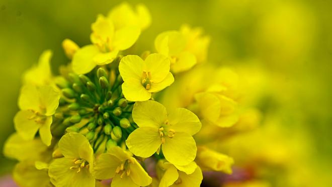 Landwirtschaft: Gelbe Pracht: Raps beginnt zu blühen, MV mit größter ...