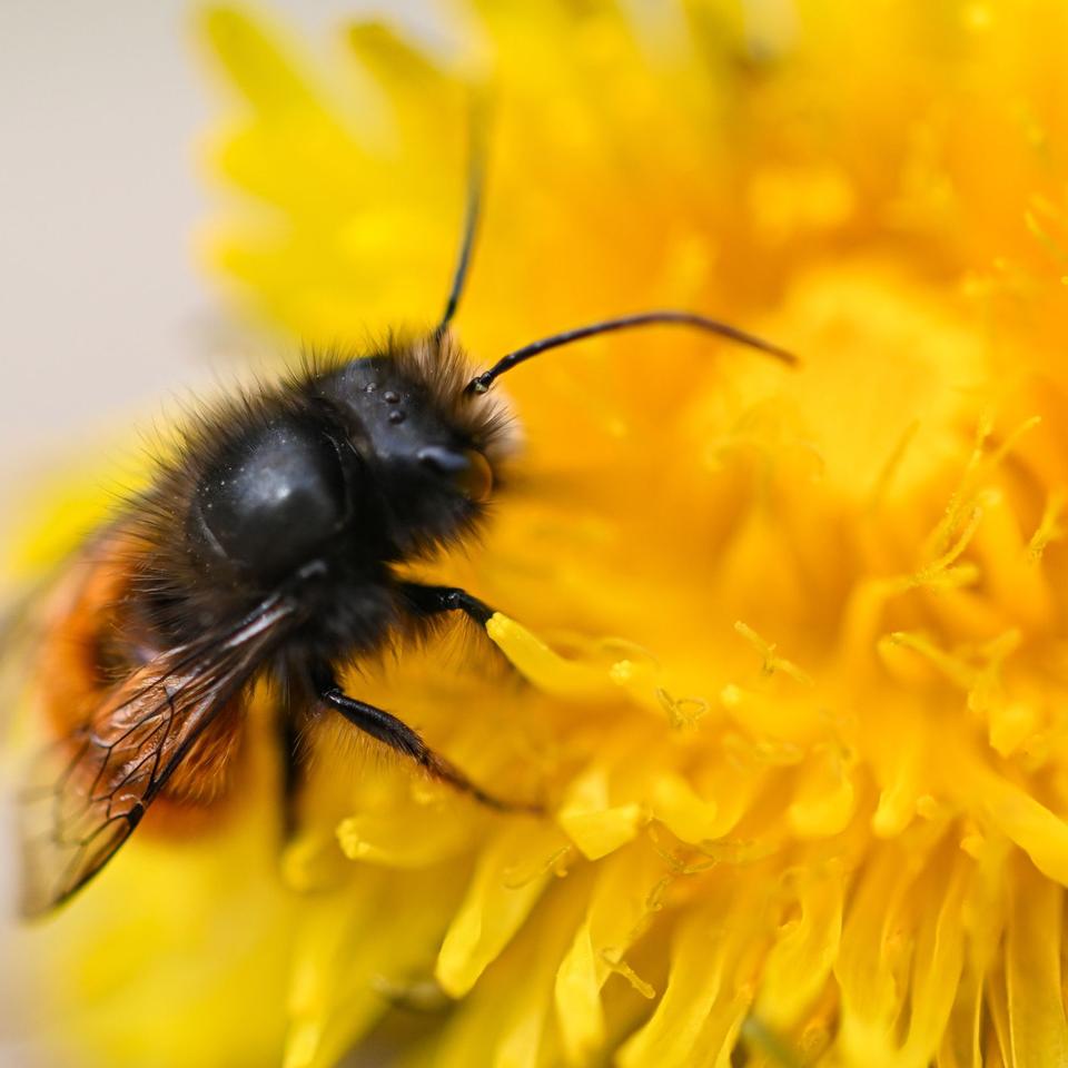 Tiere: Nabu: Weniger Mähen schützt die gefährdeten Wildbienen
