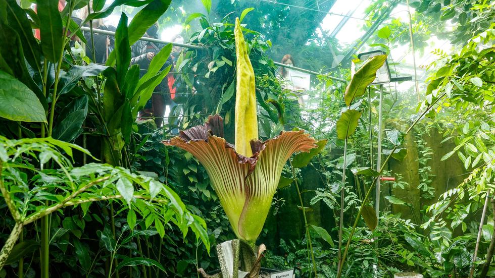 Botanischer Garten Riesige StinkBlume Titanwurz blüht am Wochenende