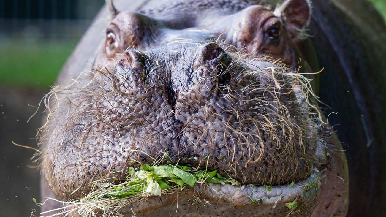 Tiere: Low Carb für Zootiere: Reistorte für den Gorilla ist passé ...
