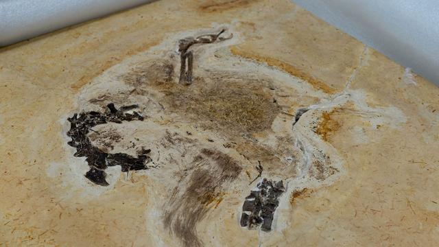 Wissenschaft: Wohl illegal beschafftes Fossil an Brasilien zurückgegeben