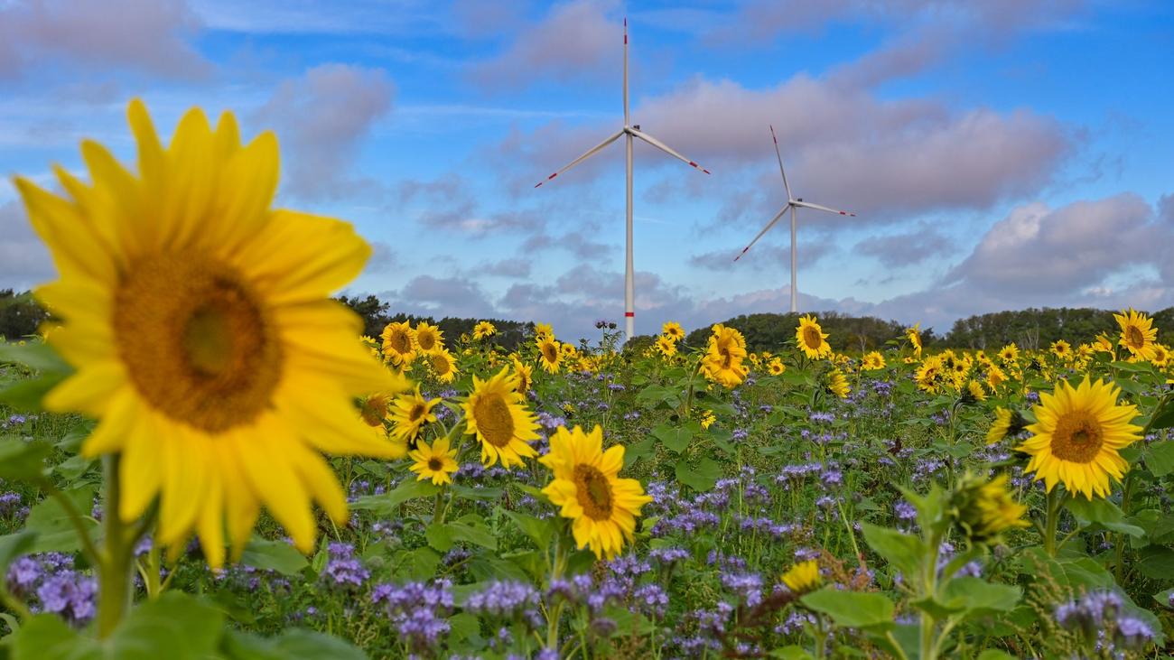 Wetter: Trockener und warmer Dienstag in Mecklenburg-Vorpommern | ZEIT ...