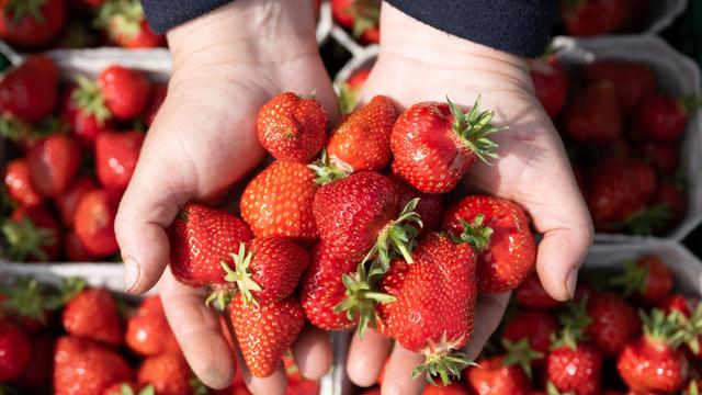 Einzelhandel: Discounter setzen trotz Kritik auf spanische Erdbeeren