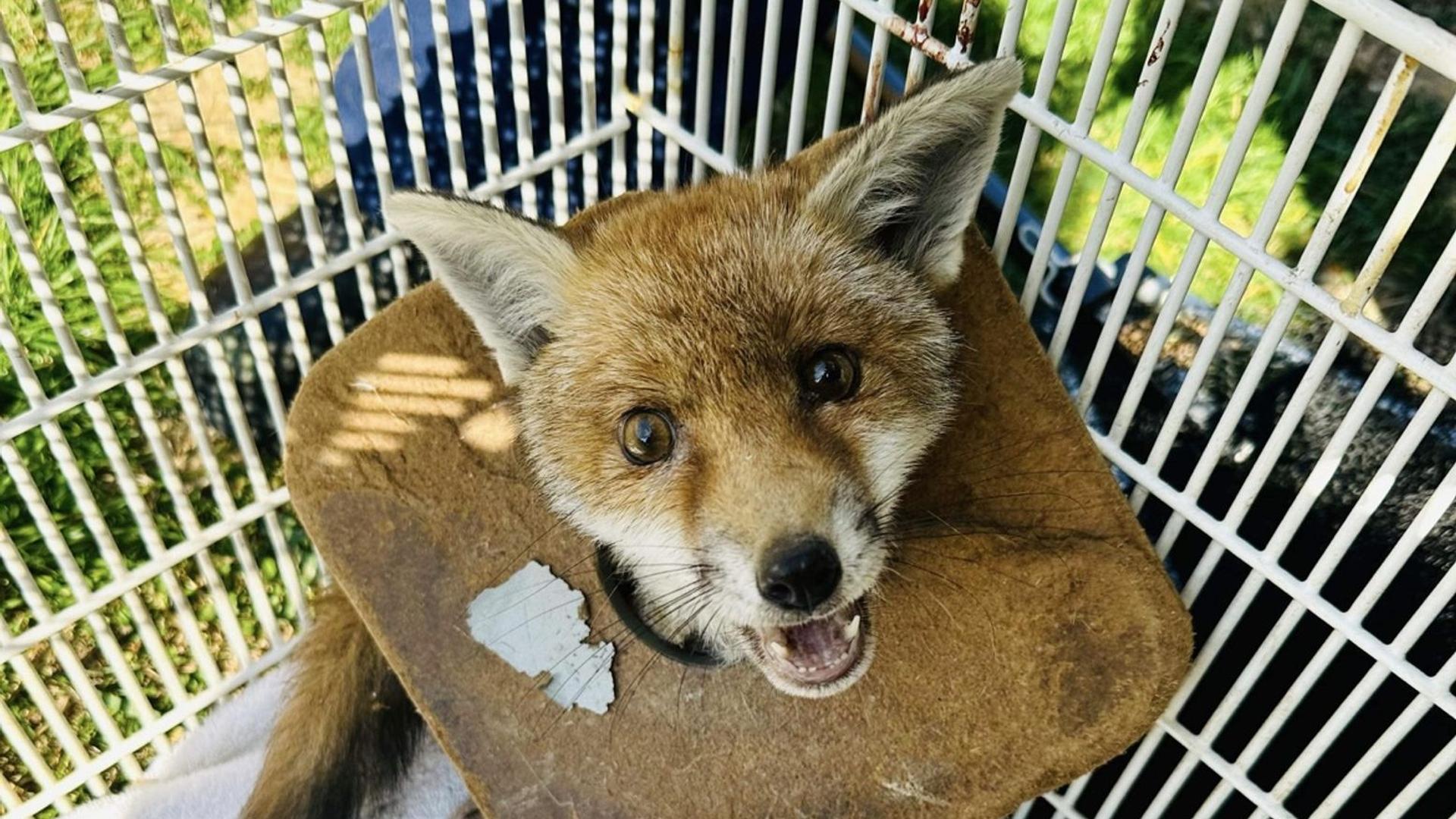 Tiere: Fuchsjunges nach drei Wochen von Müll um Hals befreit