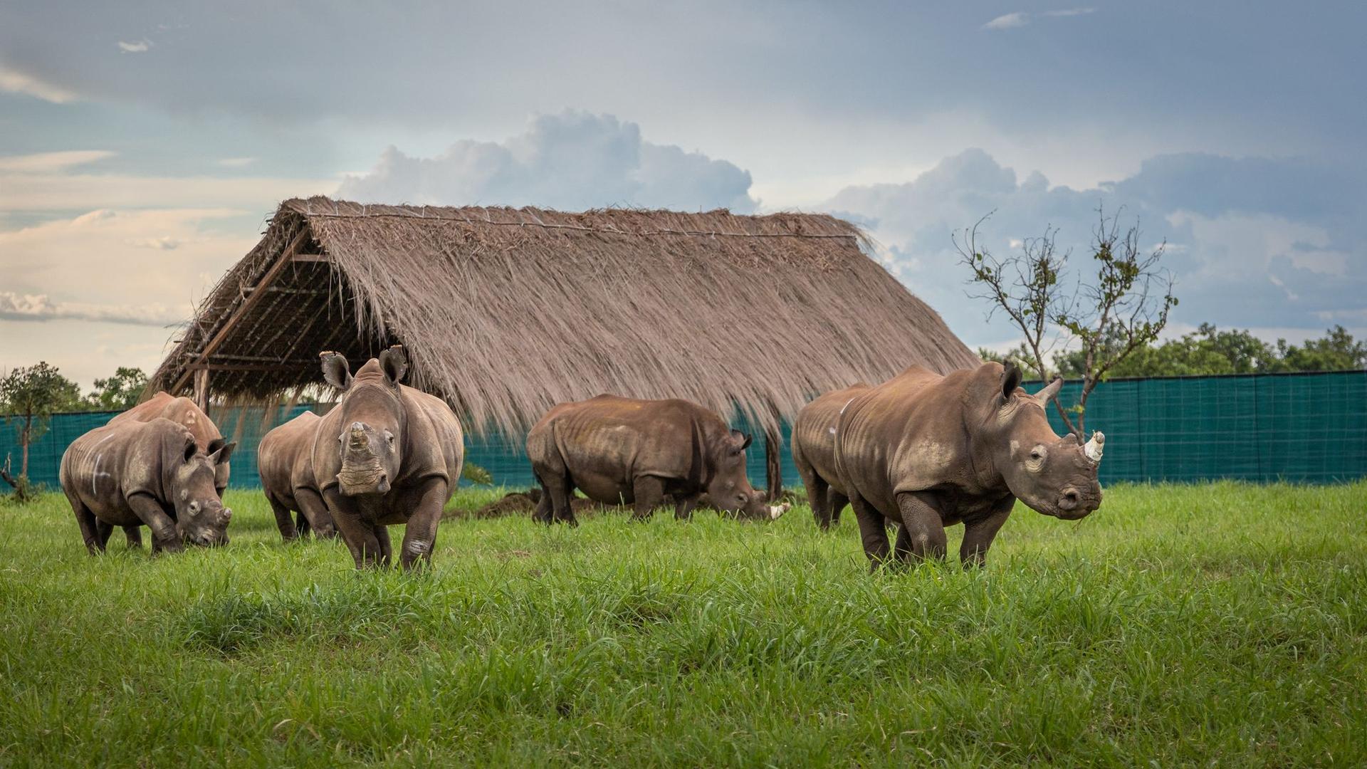Naturschutz: Umsiedlung: Breitmaulnashörner kehren in den Kongo zurück