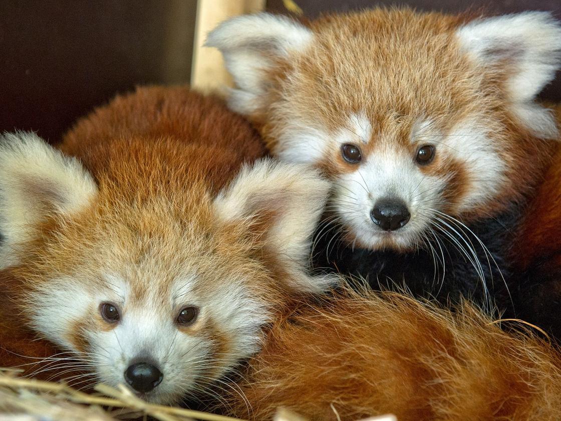 Roter Panda entkommt in Frankreich aus Tierpark - SWI