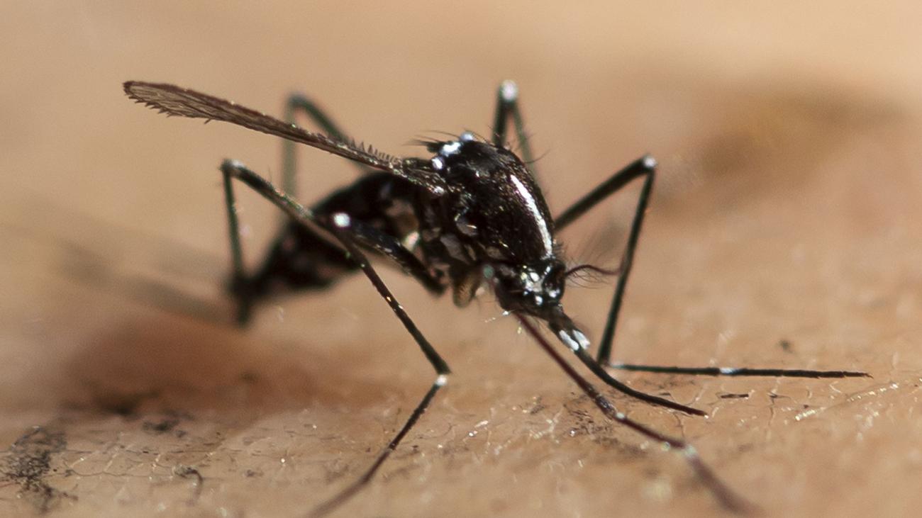 Zdrowie: azjatycki komar tygrysi w dalszym ciągu rozprzestrzenia się w Europie