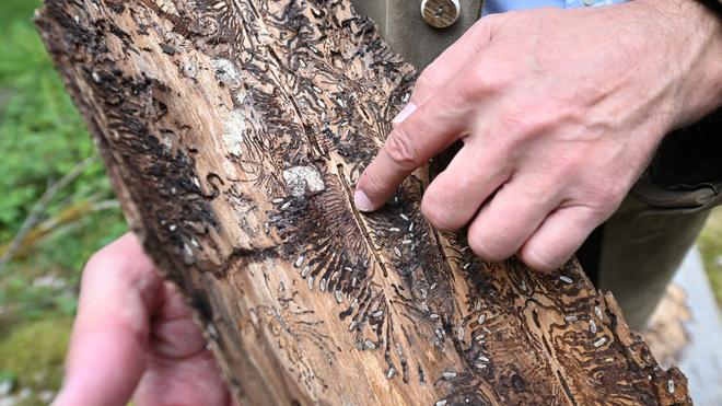 artikel von kaktus Kaktus Cereus Künstlich - Künstliche Pflanzen main image 1