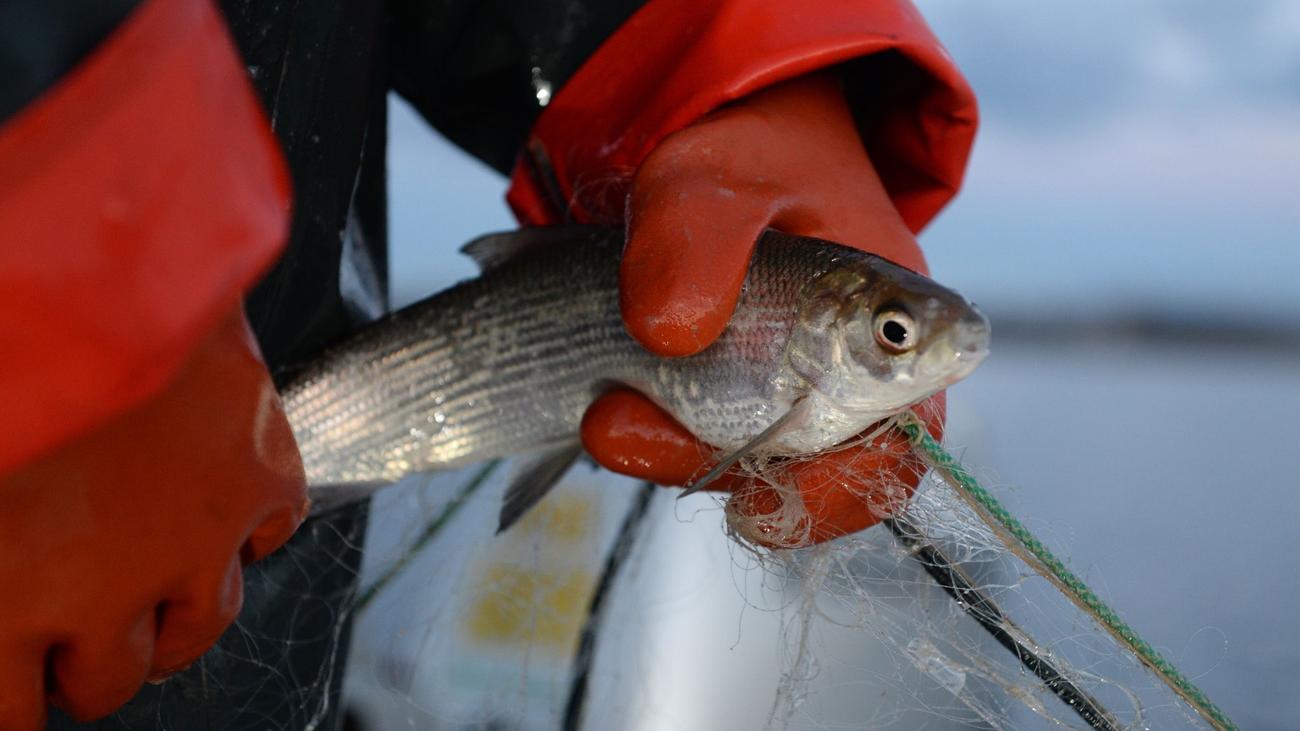 Speisefisch: Streit um Schonung von Bodensee-Felchen bald Landtag-Thema ...