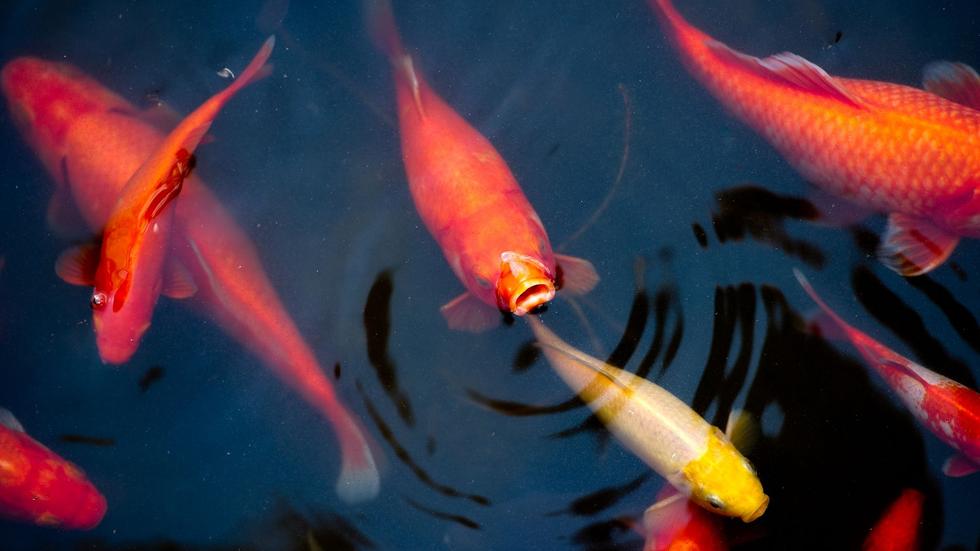 Tiere Risiko für Fischsterben in Teichen Appell an Besitzer ZEIT ONLINE