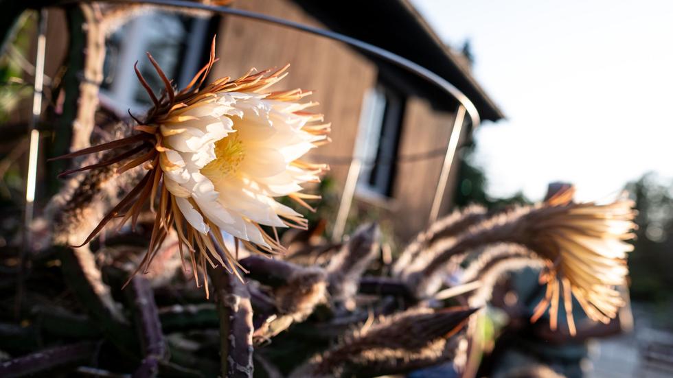 Botanischer Garten Potsdam Seltenes Schauspiel "Königin der Nacht
