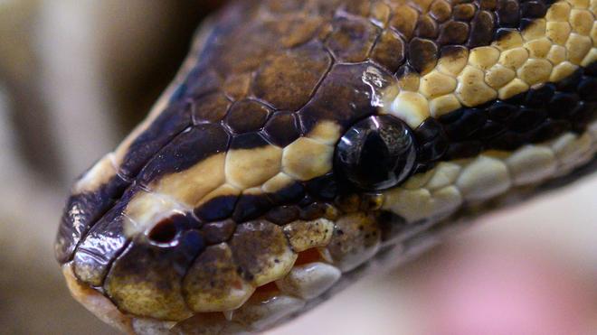 Kriminalität: Ein Mann wollte 47 Pythons in Indien einschmuggeln (Archivbild).