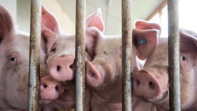 Tierschutzverstöße: Behörde schließt Schlachthof im Kreis Miltenberg